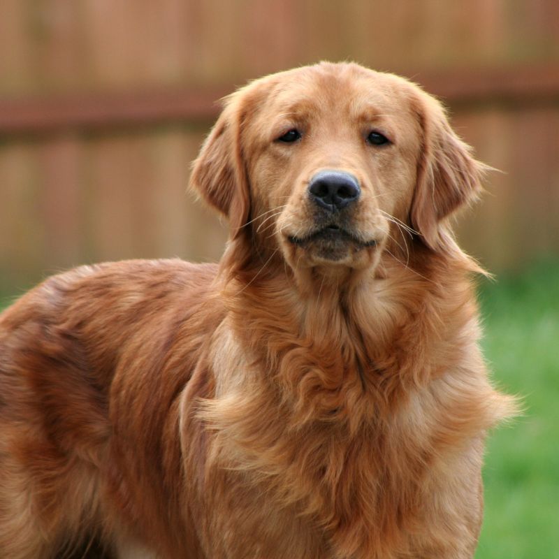 Golden retriever