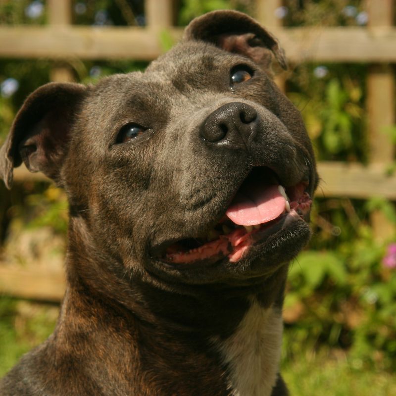Staffordshire Bull Terrier