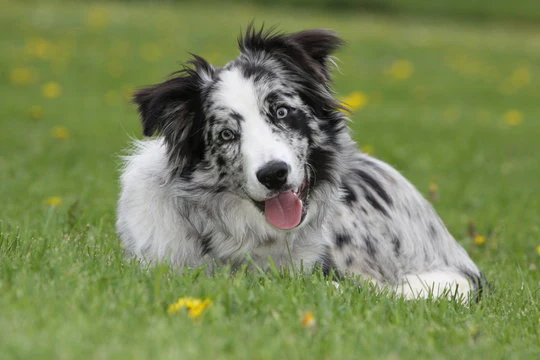 border collie