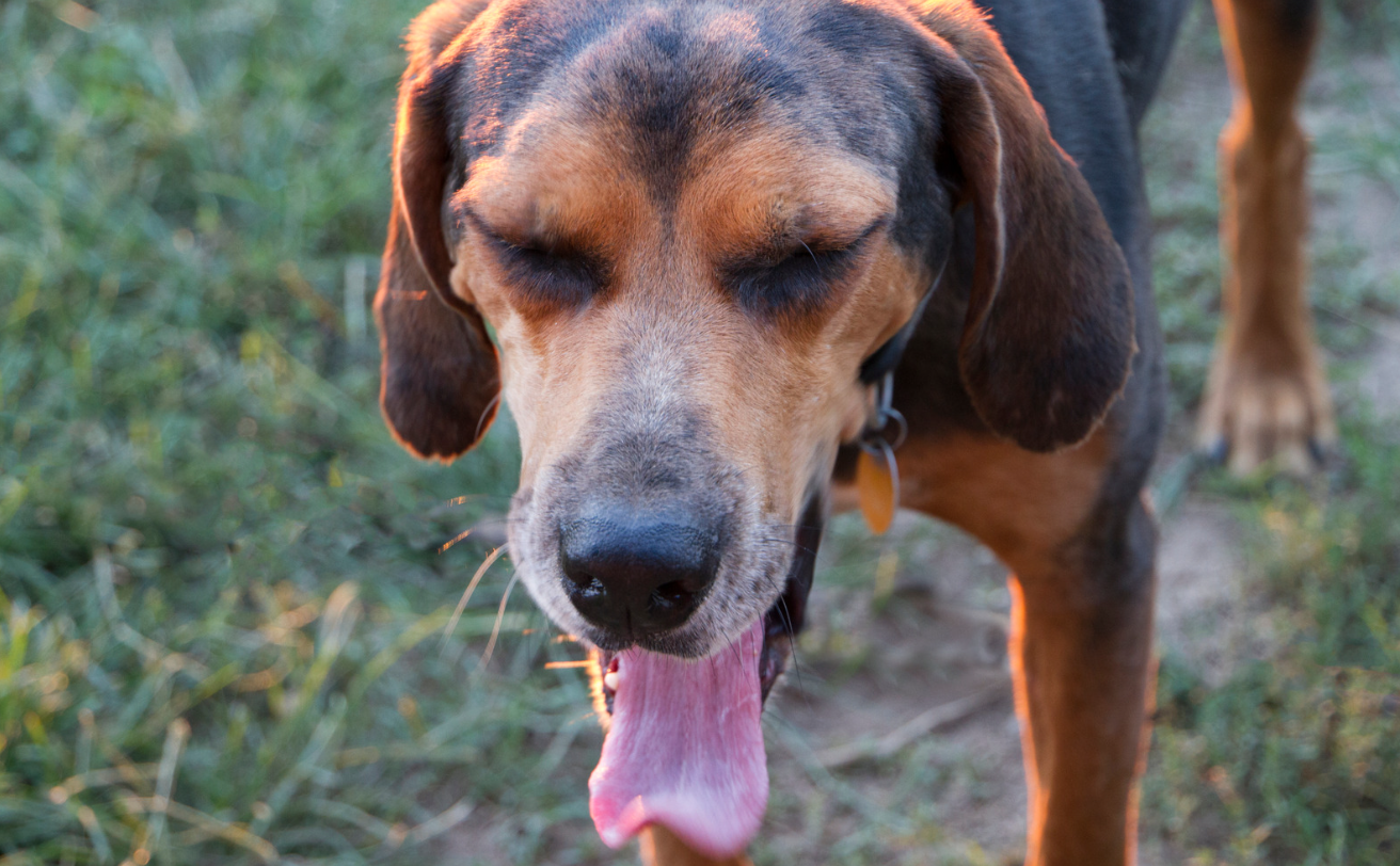 chien tousse et essaye de cracher