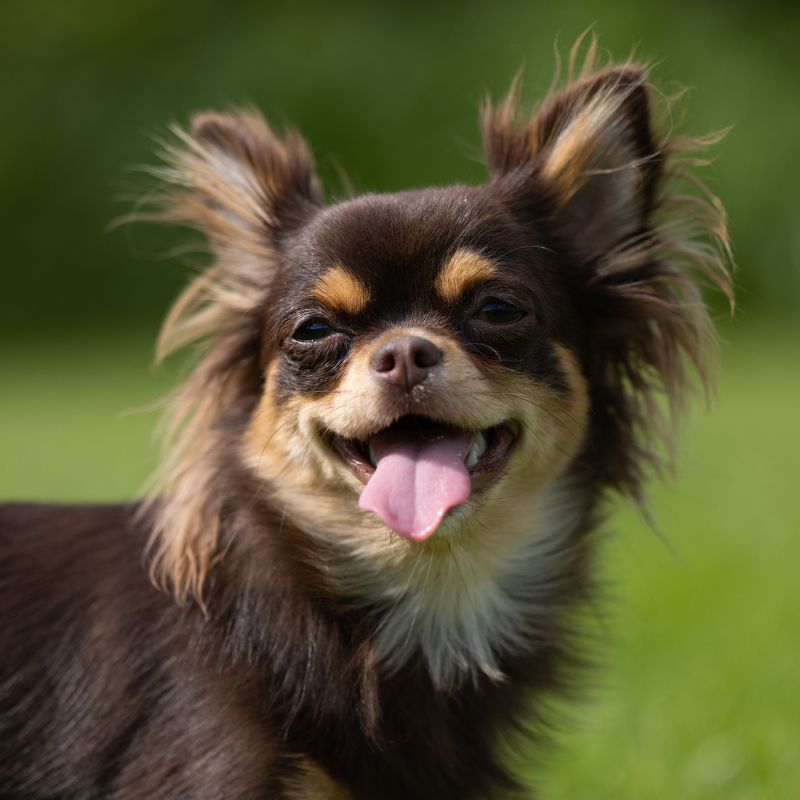 Staffordshire Bull Terrier