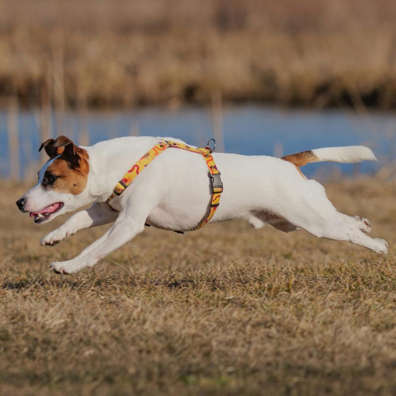 Jack Russell Terrier
