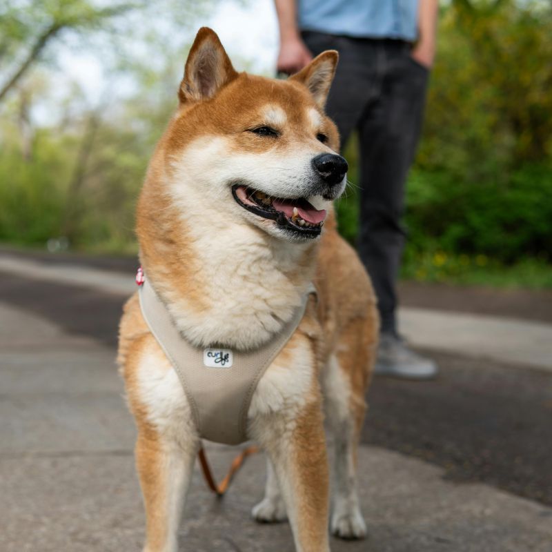shiba inu