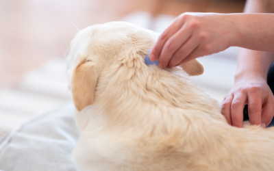 Tique sur un chien : les symptômes et signes d&rsquo;alerte