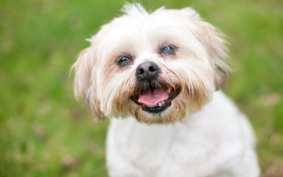 Cataracte chien : signes, opération et prix en 2026