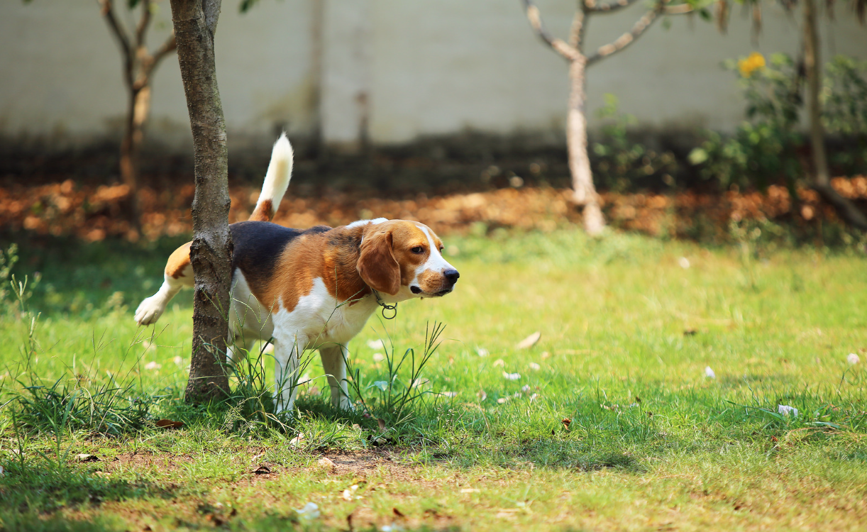 cystite chien