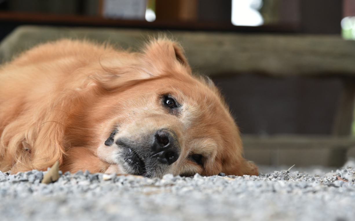 lipome chien