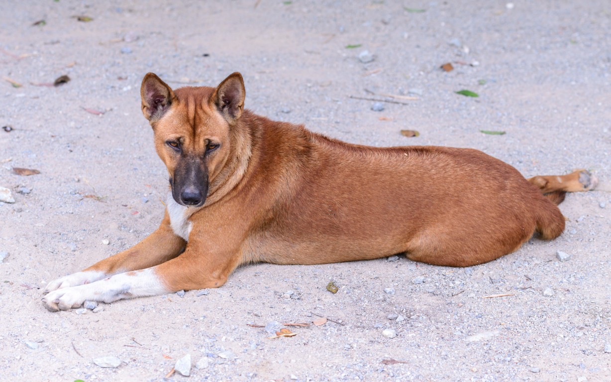 piroplasmose chien